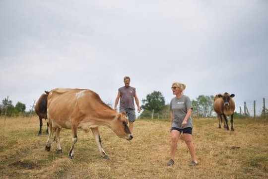 Un élevage laitier de l'Allier postule au titre de plus petit producteur fermier de France